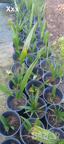 Палма -Трахикарпус-студоустойчива, снимка 2 - Градински цветя и растения - 52353517