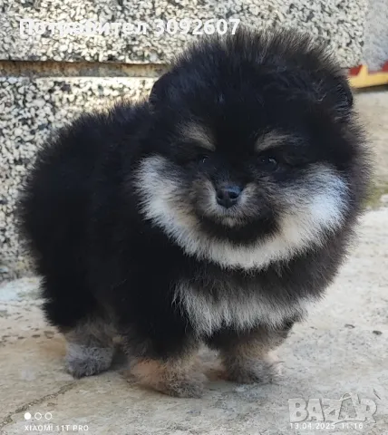 Померан женско