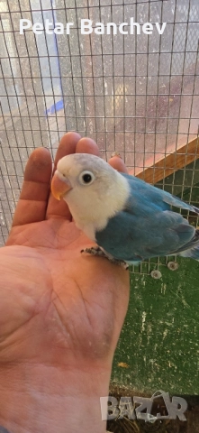 неразделки, снимка 2 - Папагали - 52126564