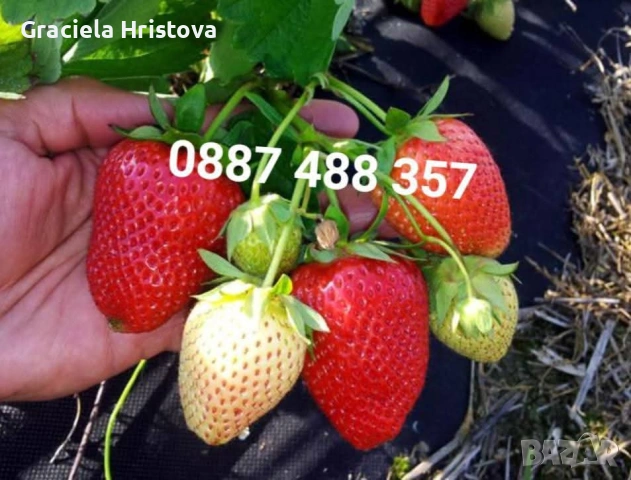 Продавам качествен разсад ягоди , снимка 6 - Градински цветя и растения - 53496428