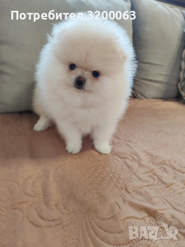 Померанче мини женско , снимка 7 - Померан - 53078151