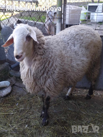 Продавам един коч и две овце, снимка 3 - Овце - 44513897