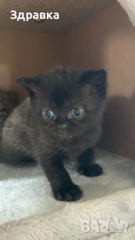 Британски късокосмести котенца, снимка 2 - Британска късокосместа - 43550866