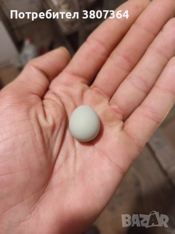 Разплодни яйца от Китайски пъдпъдъци , снимка 2 - други­ - 52589646