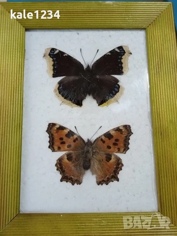 Пеперуди. Препарирани. Рамка. Естествени. Пеперуда , снимка 7 - Други - 50602532