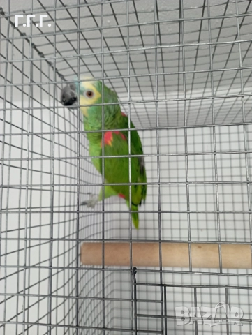 Женска синьочела амазона , снимка 2 - Папагали - 52650408