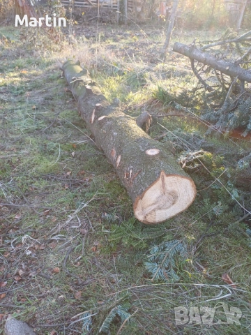 Борови трупи 3 броя - София, снимка 6 - Дърва за огрев - 52410874
