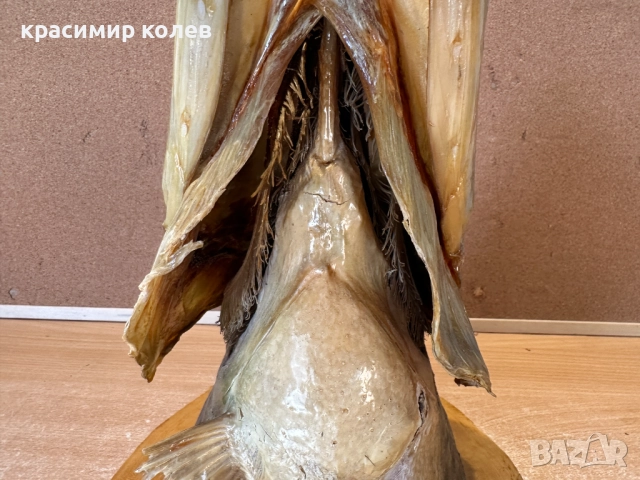 голяма препарирана глава на щука/сувенир за стена/, снимка 4 - Декорация за дома - 52898619