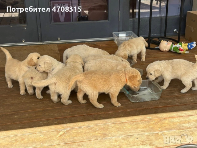 Голдън ретривър момче 