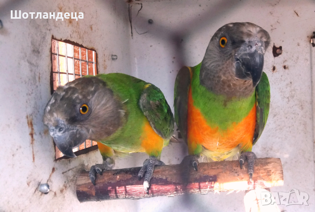 Сенегалски папагали-чифт, снимка 1 - Папагали - 44896911