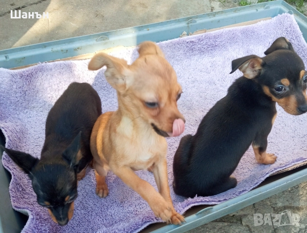 Продавам пинчери, снимка 11 - Пинчер - 52624873