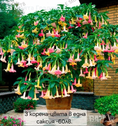 Бругманзия датура - Ангелски тромпет , снимка 11 - Градински цветя и растения - 50632610