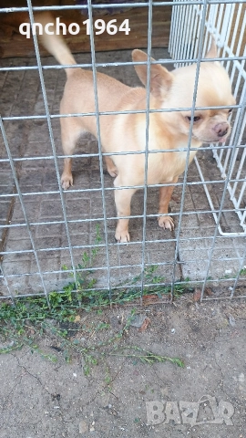 чихуахуа , снимка 9 - Чихуахуа - 52797683