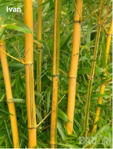 Бамбук Вивакс жълт Phyllostachys vivax 'Aureocaulis' , снимка 2 - Градински цветя и растения - 27535820