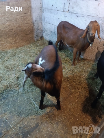 Продавам хубаво пръчле и млада коза., снимка 8 - Кози - 53069139