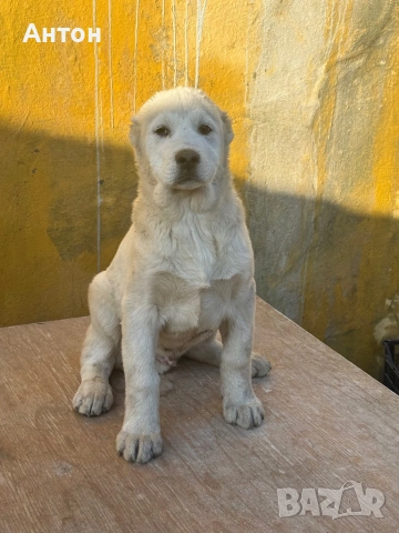 Алабай (Средно Азиатска овчарка)