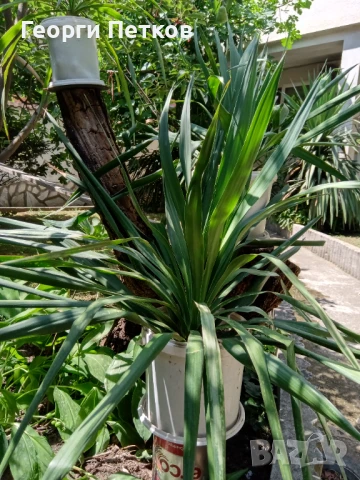 Палма Юка-студоустойчива,дворна-60-70см., снимка 3 - Градински цветя и растения - 51234539