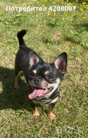 Бебе чихуахуа, снимка 2 - Чихуахуа - 52611861