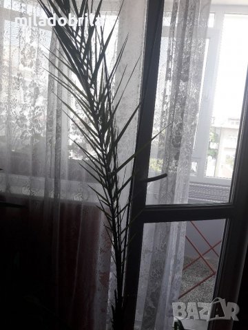 Финикови палми, снимка 5 - Стайни растения - 36768284