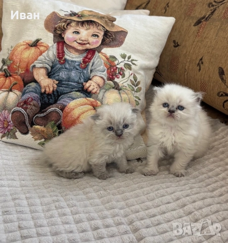 Рагдол/Регдол/Ragdol, снимка 1