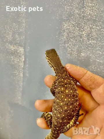 Варан Аргус, Varanus Panoptes , снимка 5 - Други - 49379388