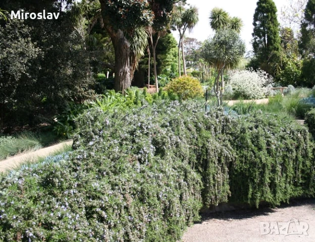 Розмарин (Каскаден), снимка 5 - Градински цветя и растения - 51188927
