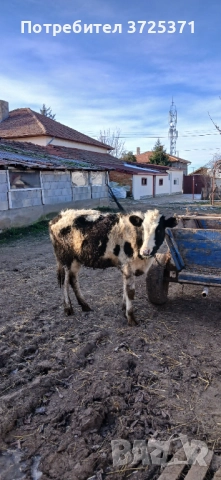Продавам женско теле