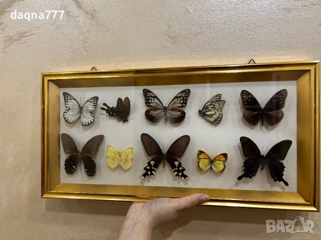 Рамка с екзотични пеперуди Азия, снимка 3 - Декорация за дома - 53397346