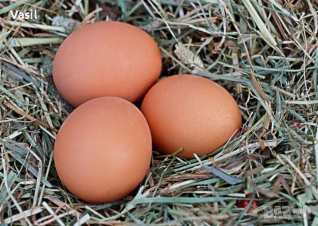 Домашни яйца от свободно отглеждани кокошки, снимка 3 - Домашни продукти - 38657620