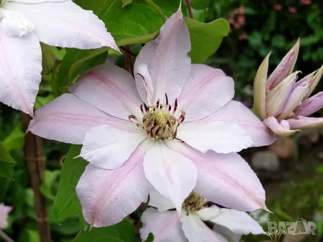 Clematis ‘Matka Siedliska'(Клематис Матка Сиедлиска), снимка 2 - Градински цветя и растения - 49273669