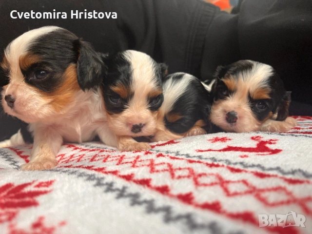 Кавалер кинг шпаньол , снимка 4 - Кавалер кинг чарлз шпаньол - 53327364