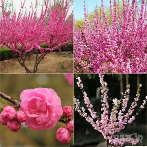 Японска Слива-(Prunus triloba)Промоция!!!, снимка 4 - Градински цветя и растения - 32561514