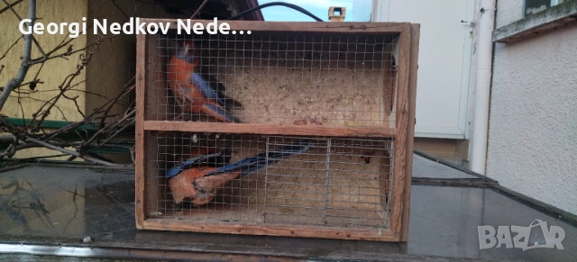 Чифт оранжеви пенанти, снимка 2 - Папагали - 53025313