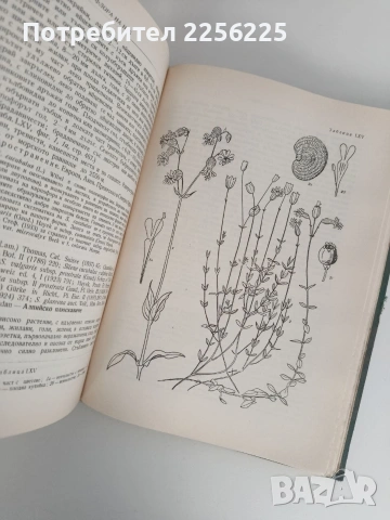 Флора на Н Р България ( том 3 ), снимка 10 - Специализирана литература - 53113412