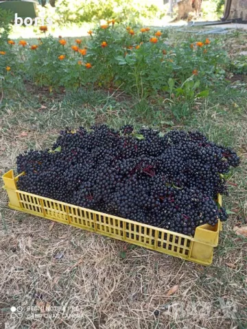 СИРОП от черен БЪЗ за Силен Имунитет, снимка 3 - Домашни напитки - 47169436