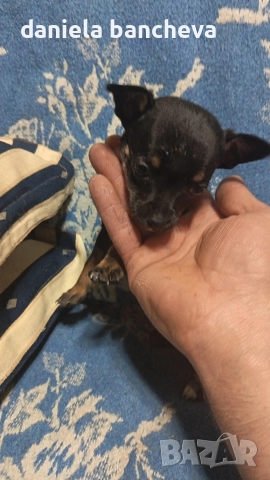 пинчери едно момче и едно момиче, снимка 2 - Пинчер - 52698237