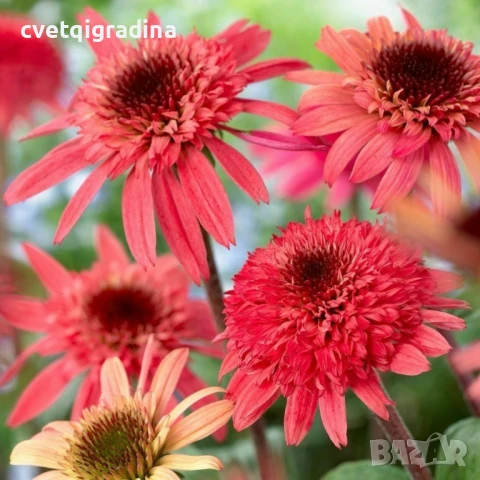 Echinacea Meditation Orange(Ехинацея Портокалова медитация), снимка 1