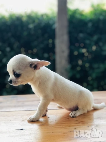 Продавам мини чихуахуа , снимка 1