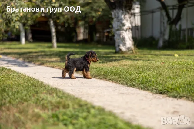 Уелски териер, снимка 3 - Други - 47407408