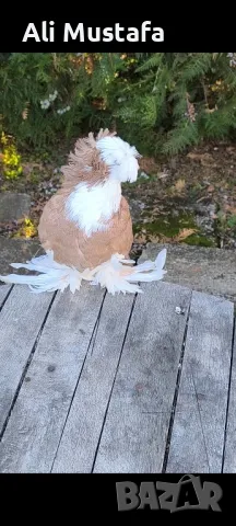 Бухари , снимка 10 - Гълъби - 48210642
