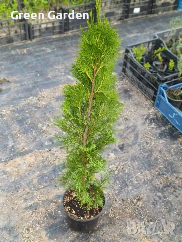 Туя Смарагд 1м+, снимка 1