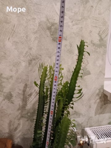 Кактус, снимка 4 - Стайни растения - 36319871