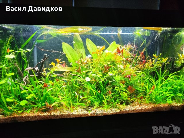 Растения за аквариум и езеро , имам излишни стартирани аквариуми., снимка 6 - Други - 40840532