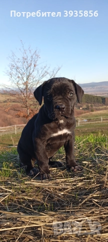 Кане Корсо женски, снимка 3 - Кане корсо - 52732589