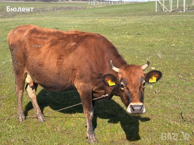 Крава жарсе на 4 години, заплодена на 6ти месец, снимка 4 - Крави - 53590761