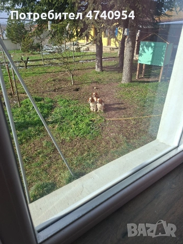 Кавалер кинг чарлз шпаньол, снимка 2 - Кавалер кинг чарлз шпаньол - 53513163