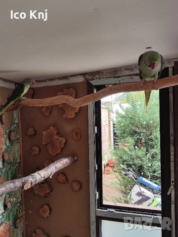 Папагали голям Александър 