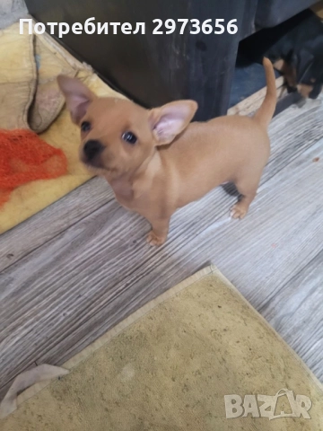 Сладки пинчери, снимка 5 - Пинчер - 52912602