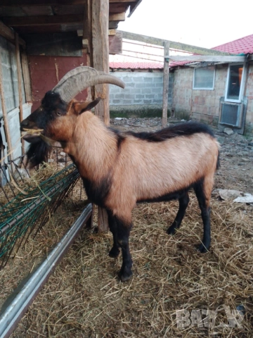 Продавам мъжки козел ( пръч), порода Френски Алпин