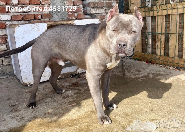Мъжки питбул - blue nose за разплод, снимка 2 - Питбул - 51562087